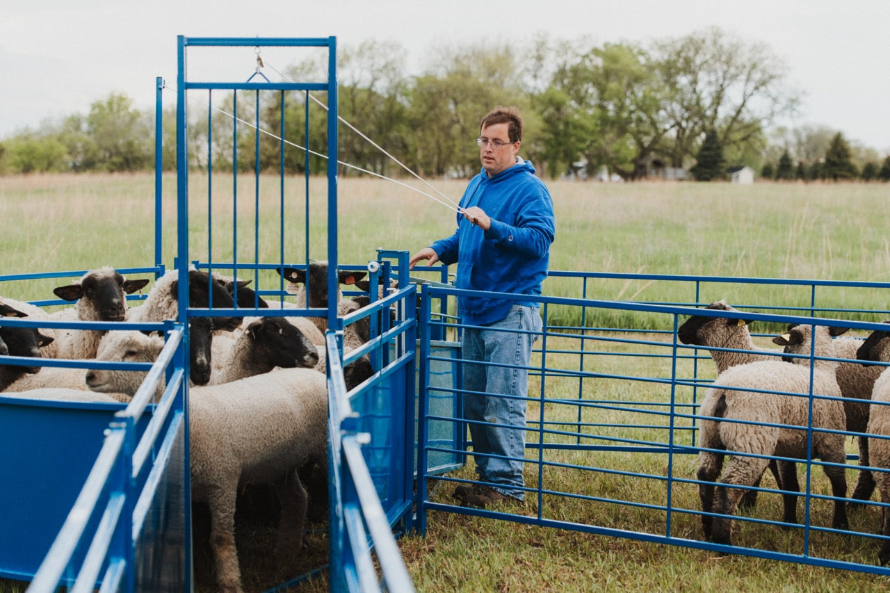 Sydell Guillotine gate for goat and sheep corral livestock farm equipment