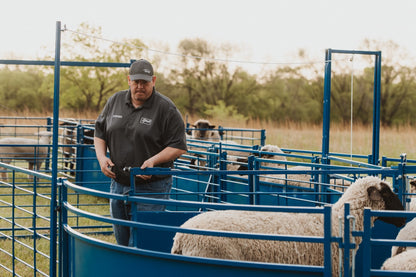 Sheep and goat barn system setup designed for safer handling and routine management