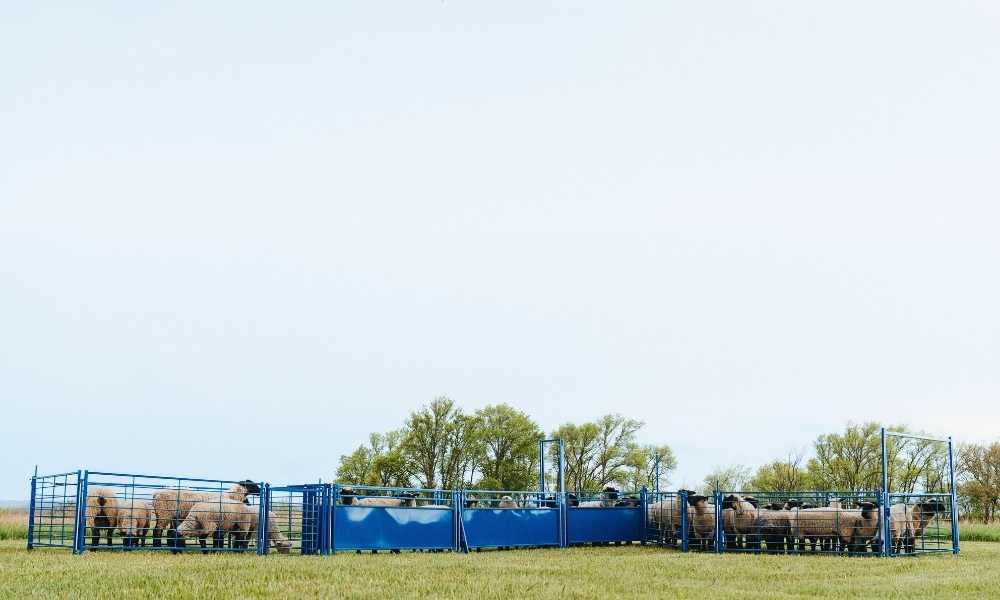 For over 45 years, Sydell has set the standard in sheep and goat equipment. From feeders and fitting stands to show rails and complete working systems, we offer solutions tailored to your needs. Whether you're a hobby farmer, a commercial operation, or a research facility, our experienced team brings decades of expertise to help you find the perfect equipment.