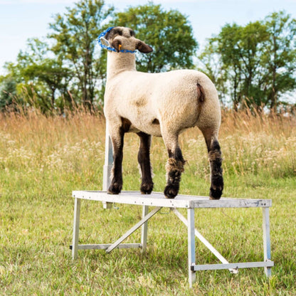 Fold-Up Fitting Stand for Sheep & Goats | Sydell #0705 / #AL0745