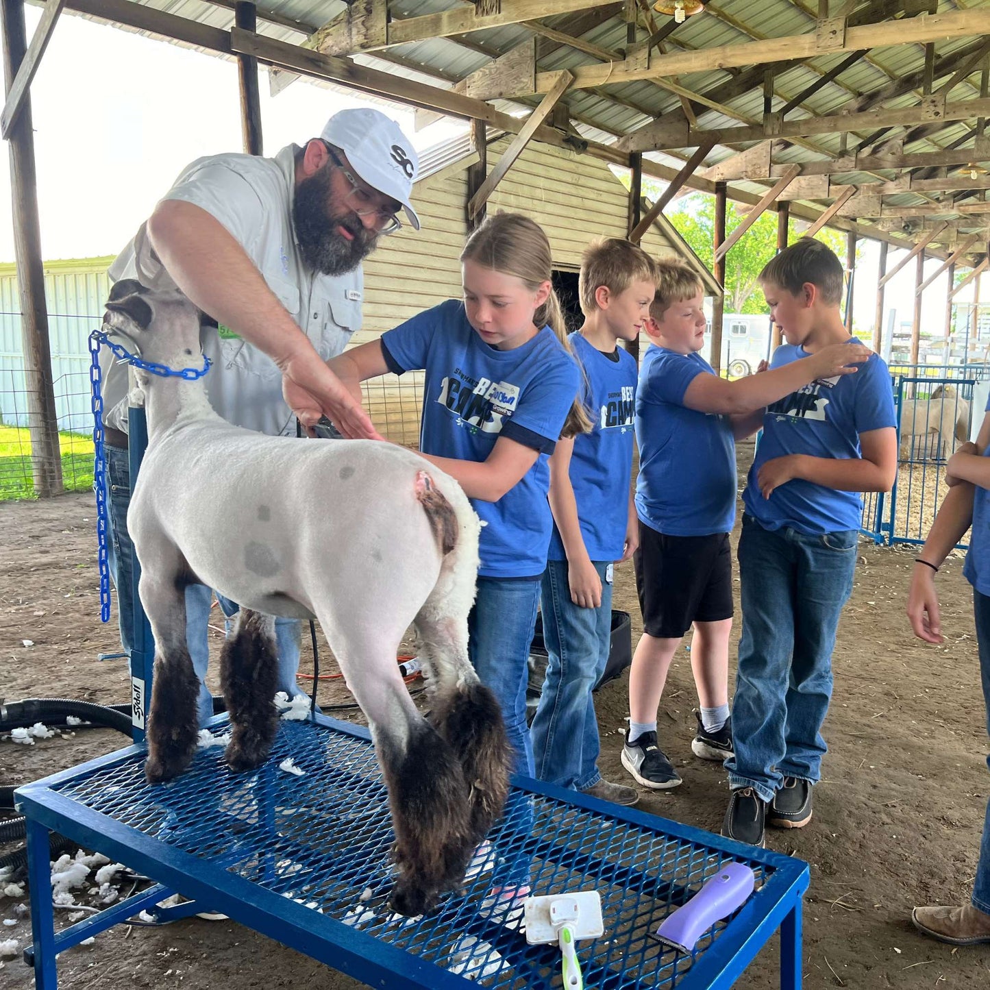 Fold-Up Fitting Stand for Sheep & Goats | Sydell #0705 / #AL0745