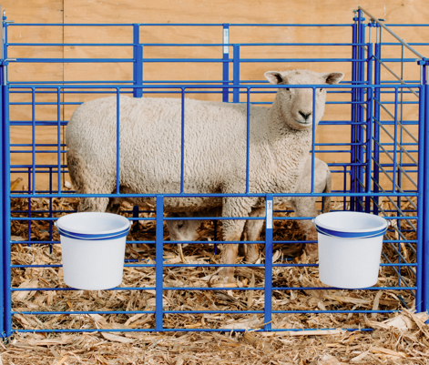 Sheep and goat lambing jug setup designed for safer handling and routine management