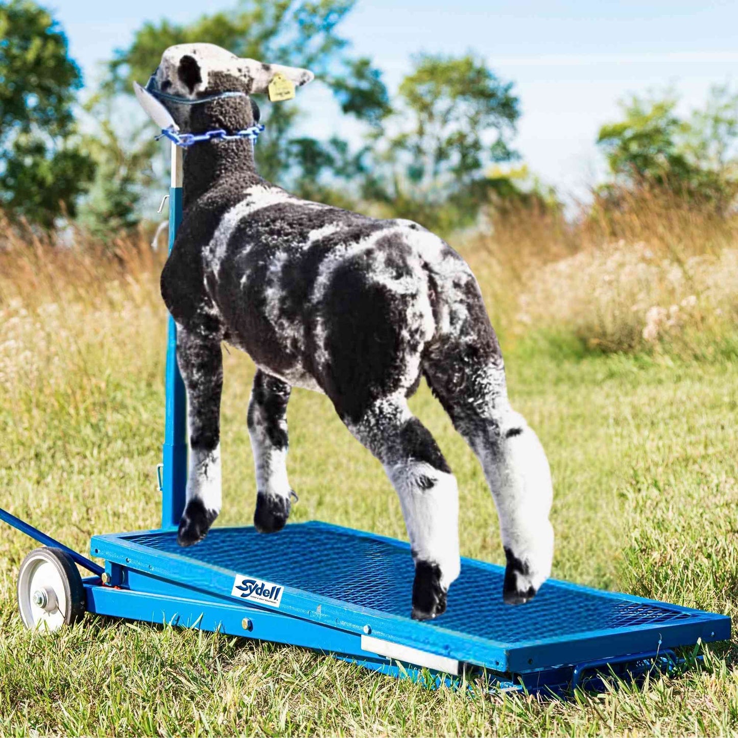 Hydraulic Stand for Sheep & Goats | Sydell #0780