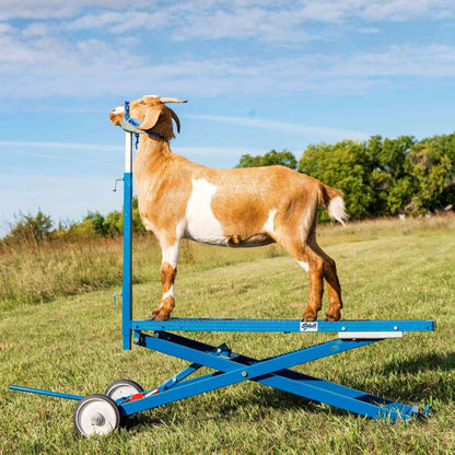 Hydraulic Stand for Sheep & Goats | Sydell #0780