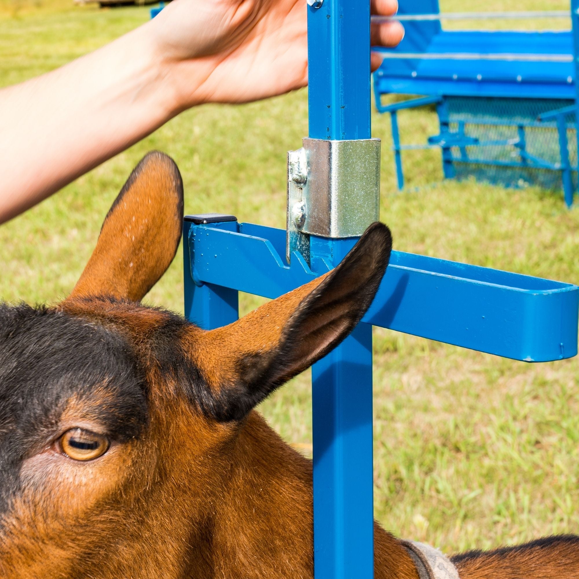GOATBED / 『FLOAT』会場限定セット②L MELANCHOL Sheep & Goat Milking Equipment | Milking Stanchions & Stands