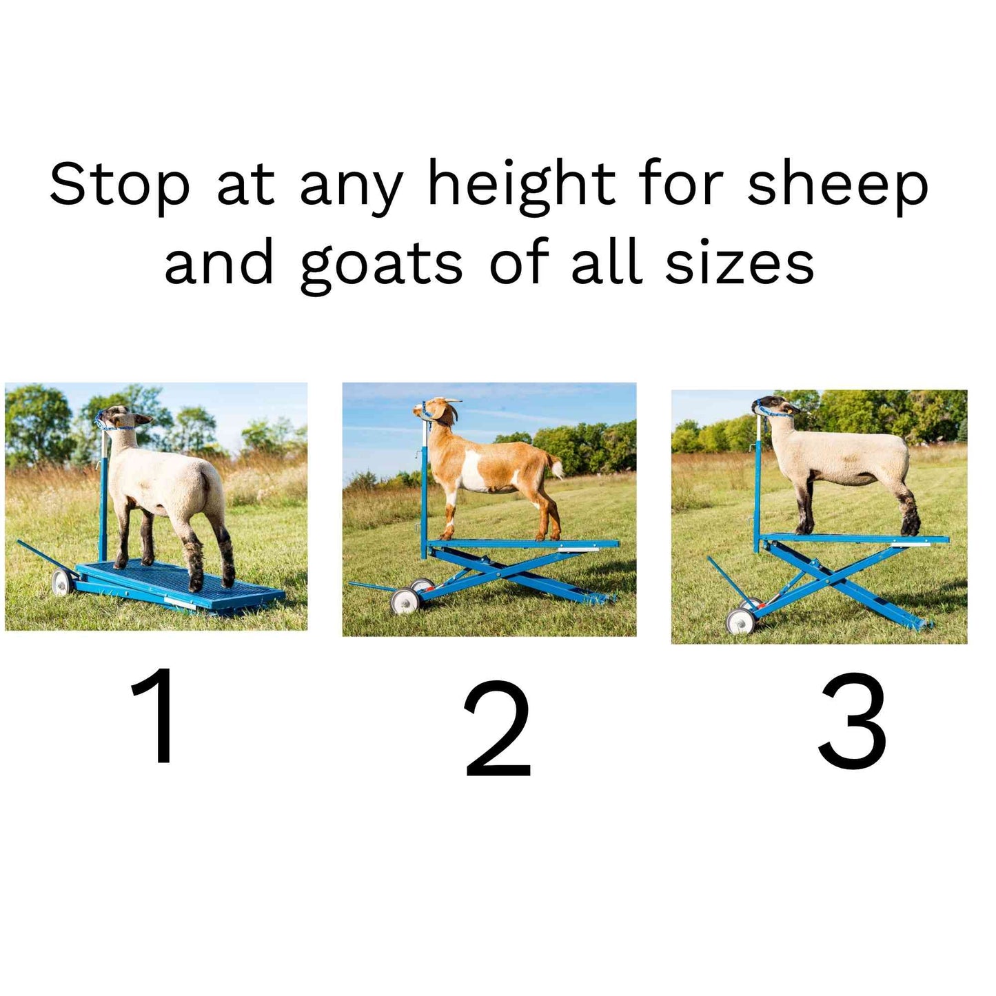 Hydraulic Stand for Sheep & Goats | Sydell #0780