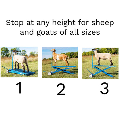Hydraulic Stand for Sheep & Goats | Sydell #0780