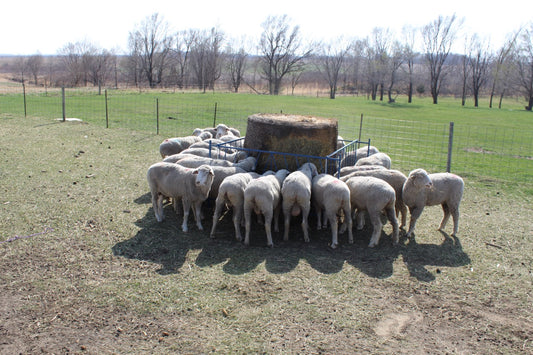 Sheep and goat grain feeder setup designed for safer handling and routine management