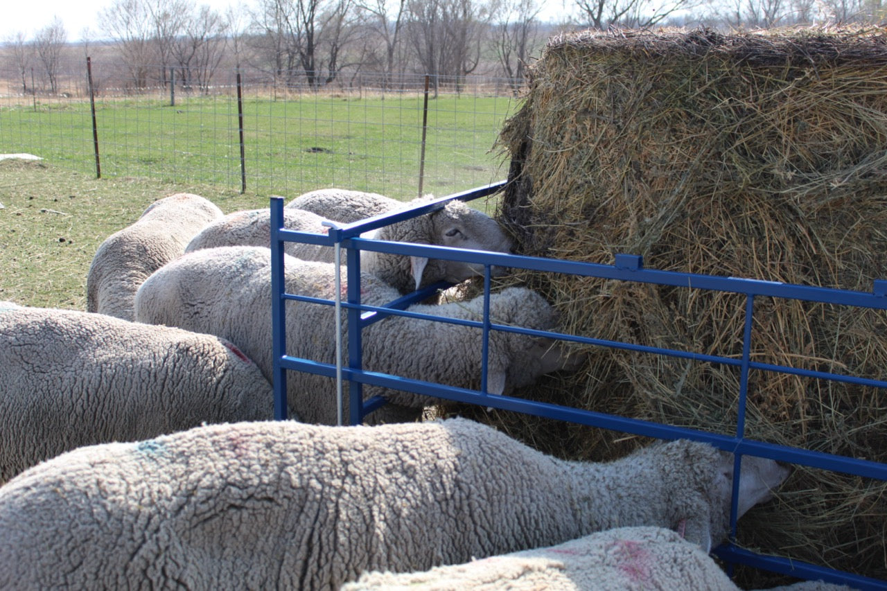 Sheep and goat grain feeder setup designed for safer handling and routine management