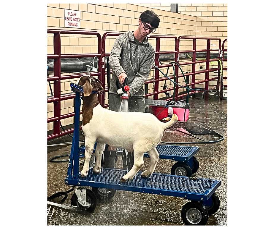 E.Z. Rider Wash Cart for Sheep & Goats | Sydell #0785ERN