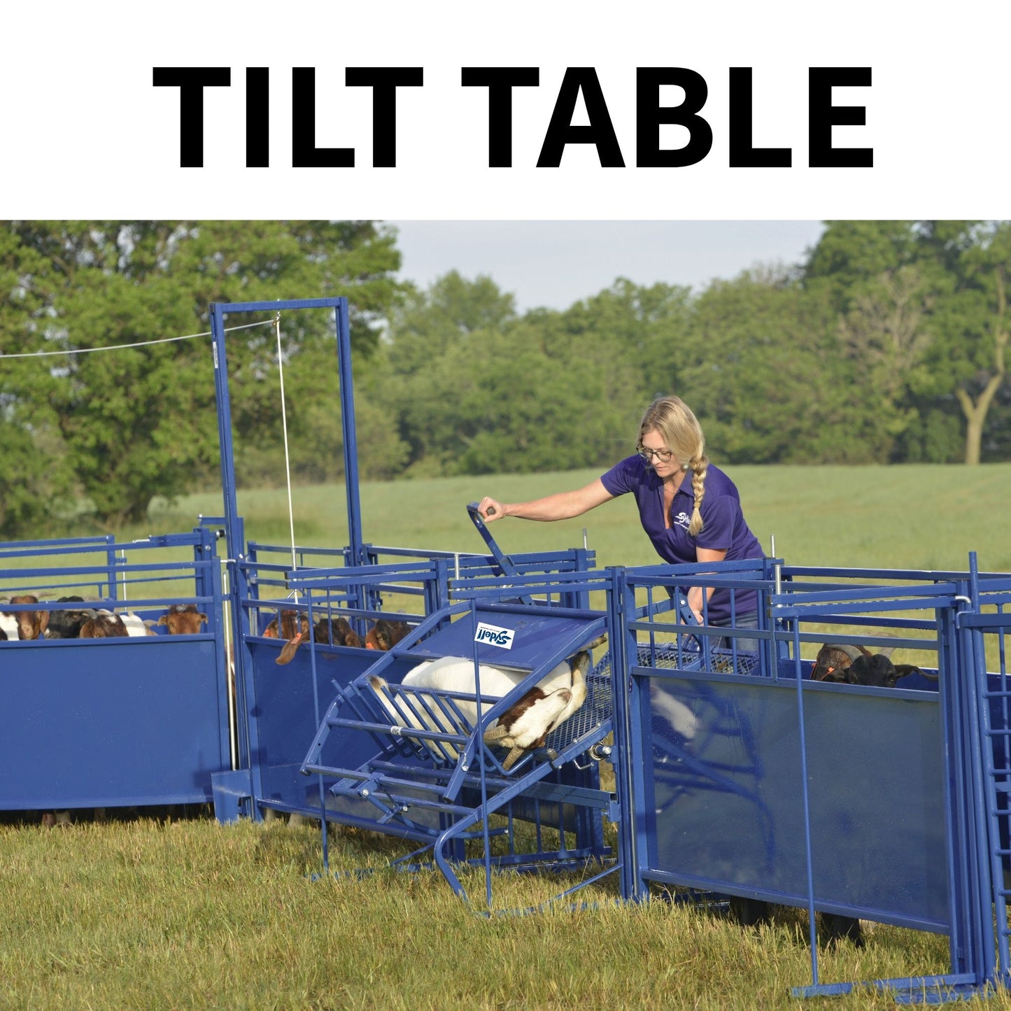 Tilt Table for Sheep & Goats Hoof Trimming | Sydell #0930