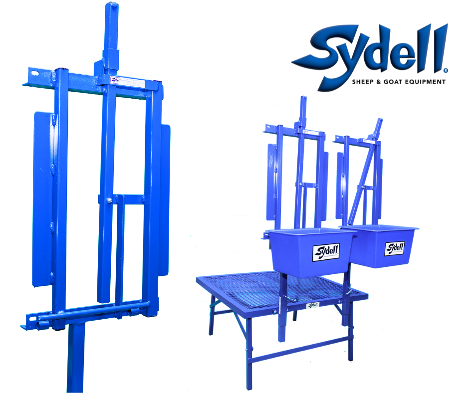 Sheep and goat barn system setup designed for safer handling and routine management