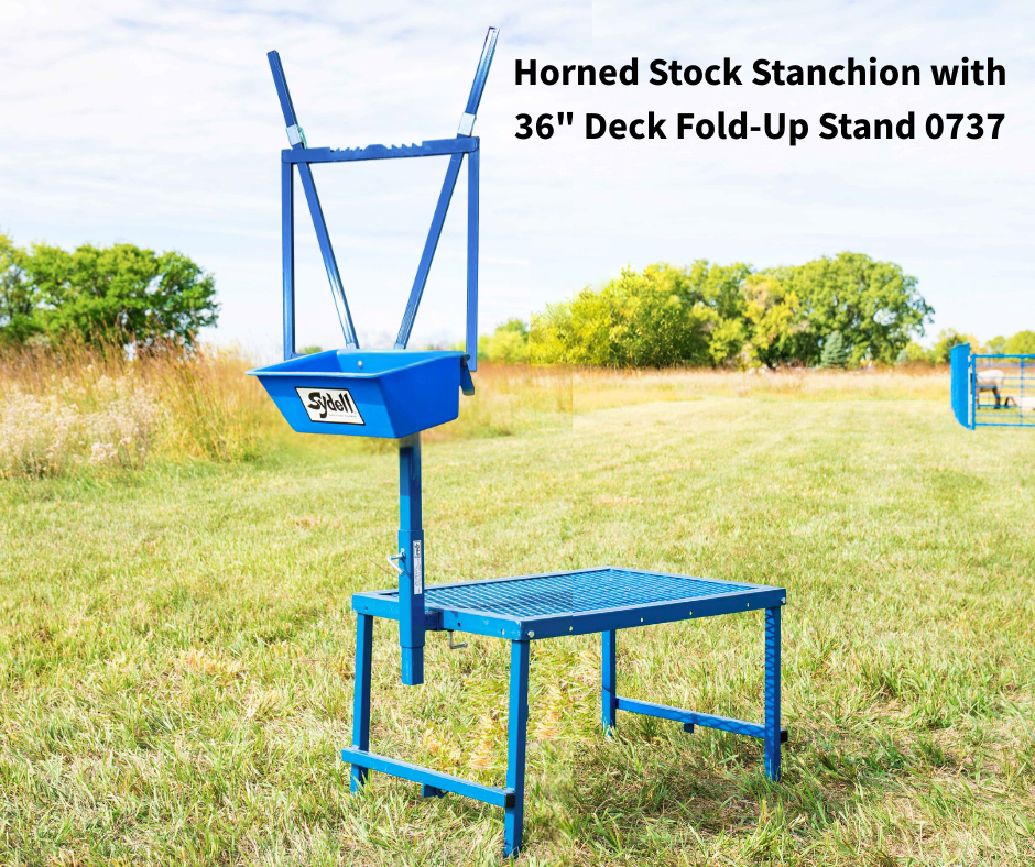 Sheep and goat show stand setup designed for safer handling and routine management