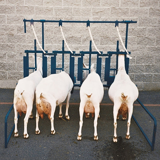 Self Standing Milking Parlor Unit 1055 for Sheep & Goats | Sydell #1055