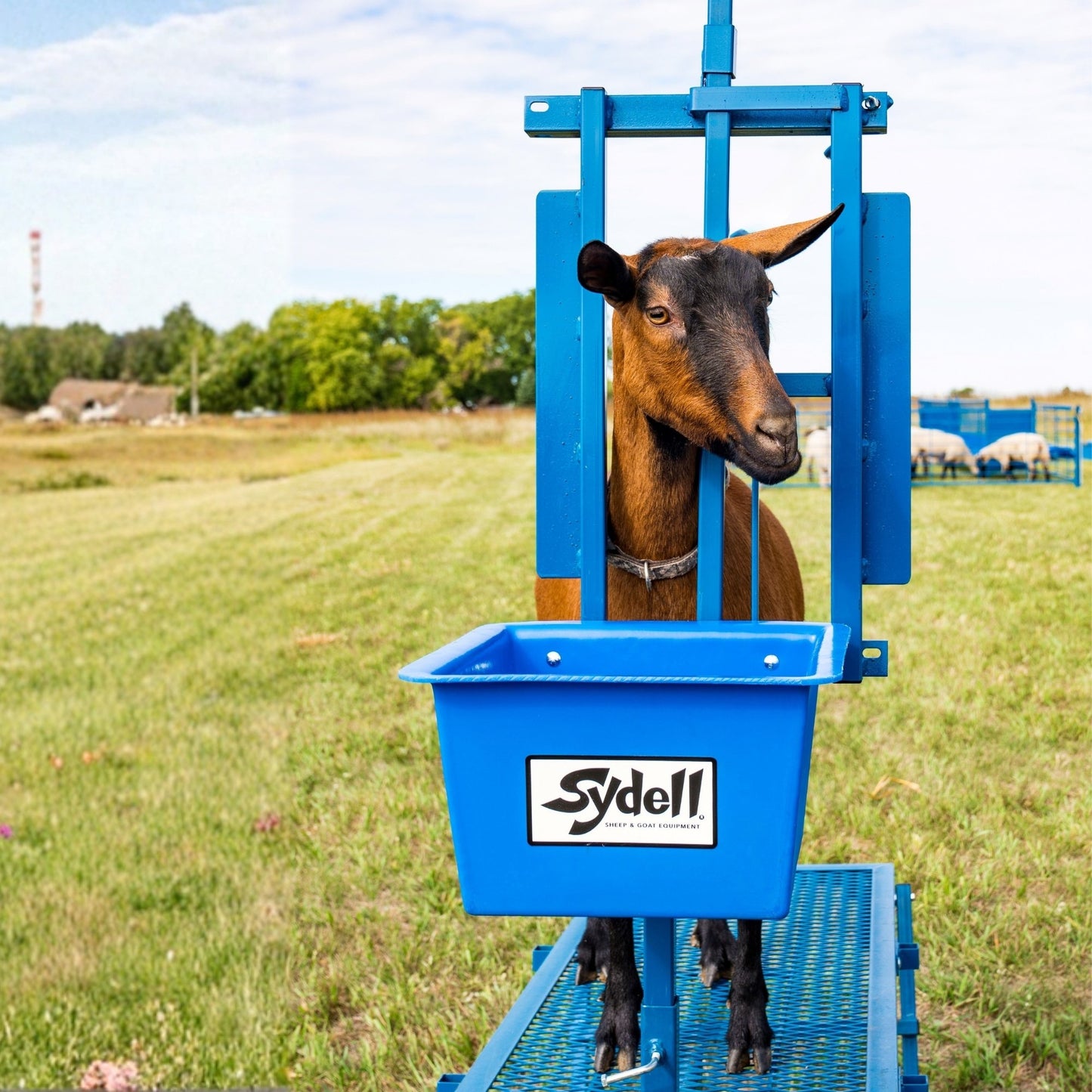 Auto Head Locking Milking Stanchion 1050B with 24" Extension for Stand for Sheep & Goats | Sydell #1050B