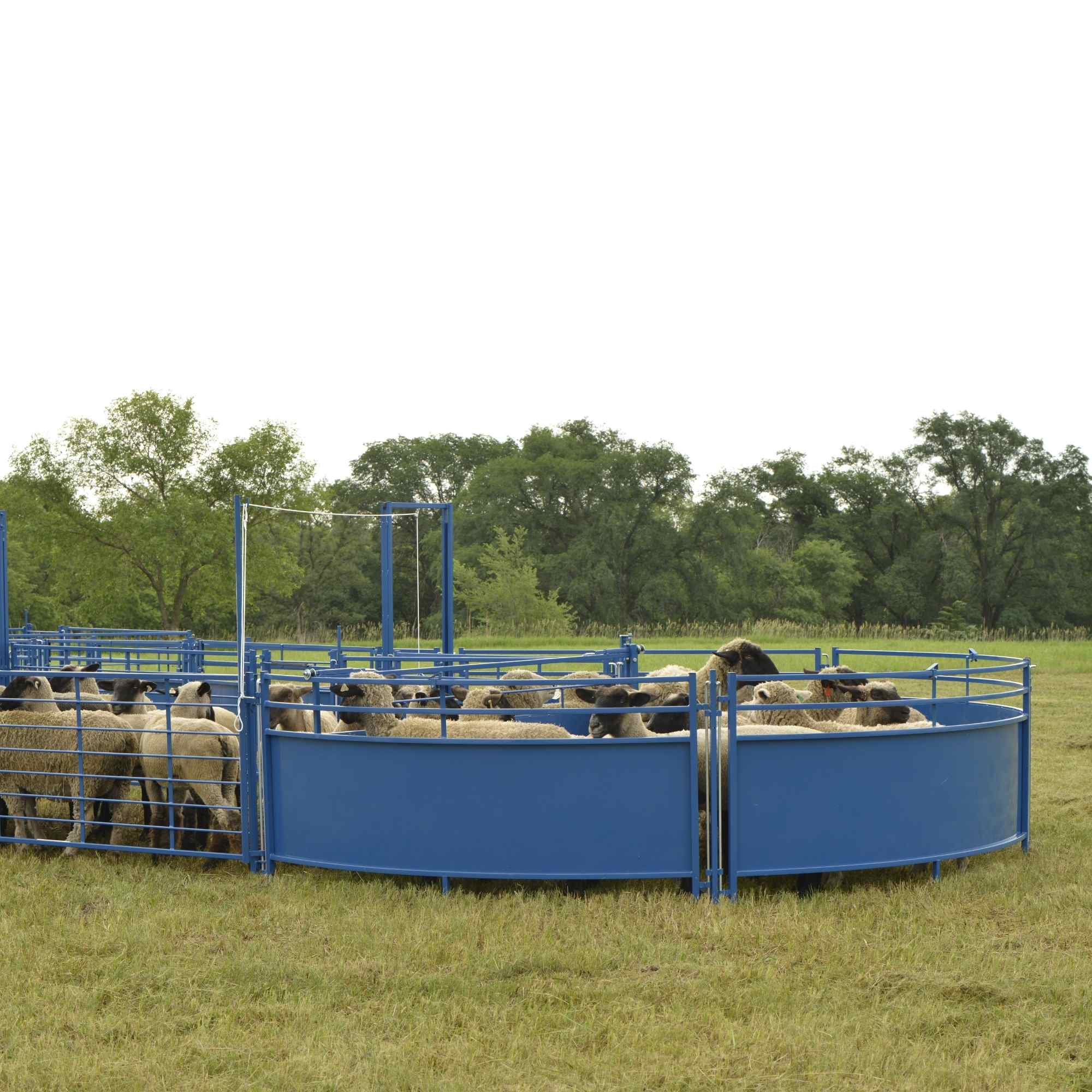 Sheep & Goat Working Stock Equipment | Handling & Management