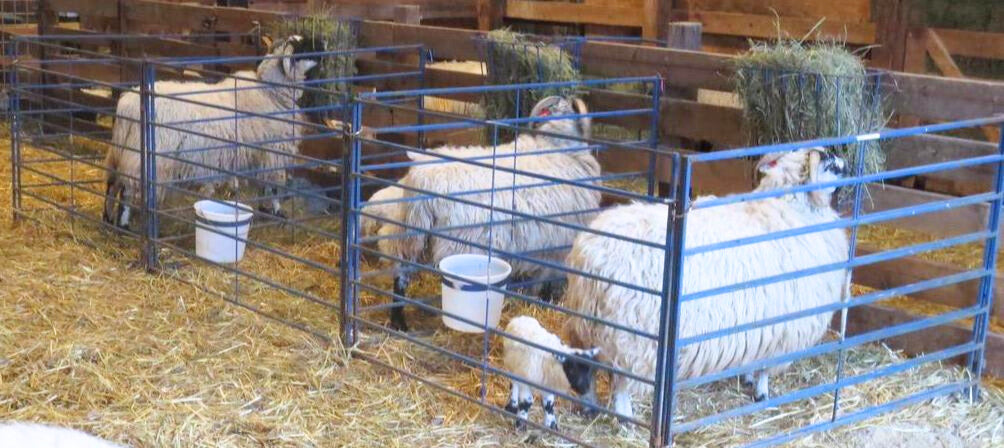 Detail view of lambing pen connection and adjustable components for sheep and goats