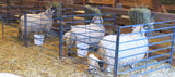 Sydell Bucket holder for folding panels for goats and sheep