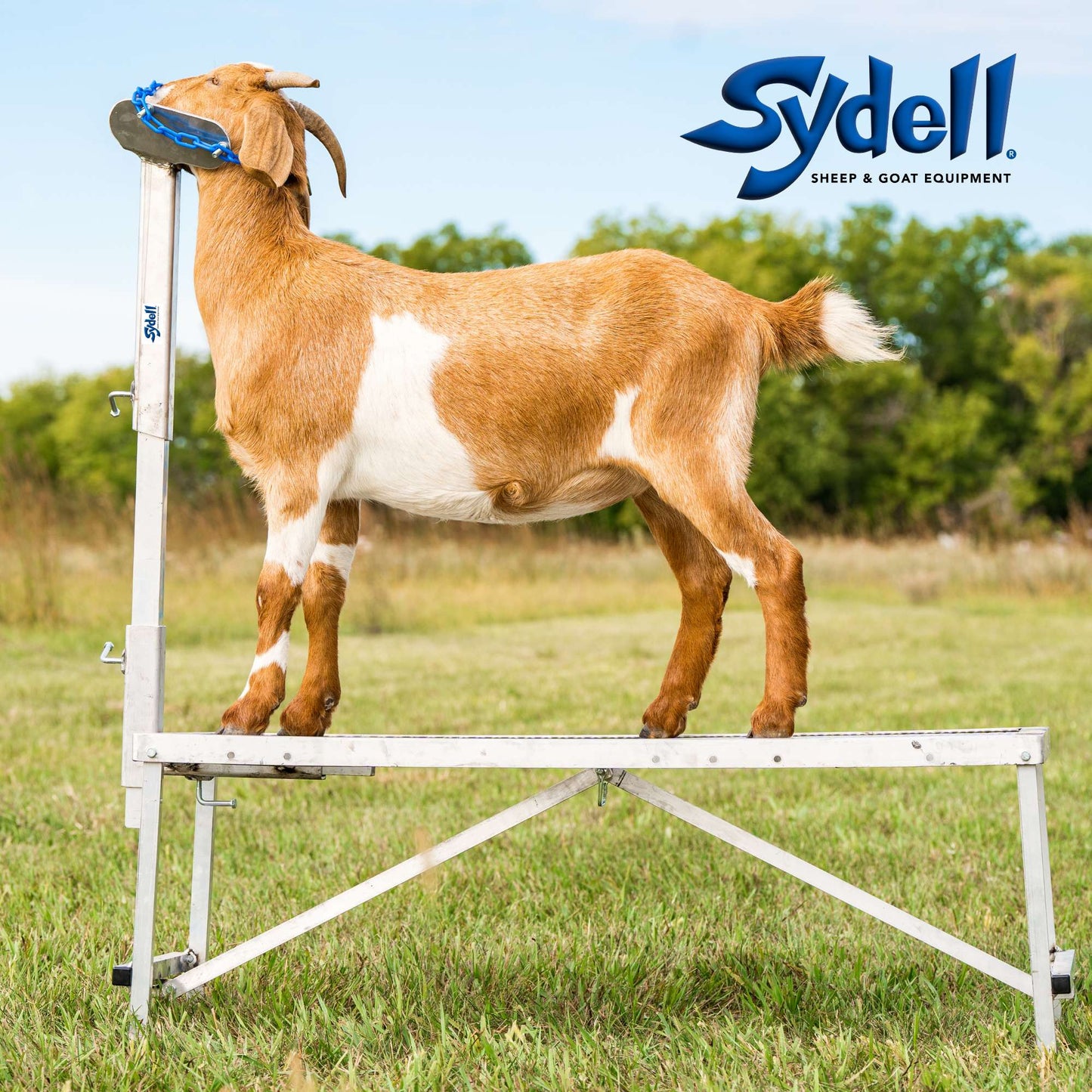 Fold-Up Fitting Stand for Sheep & Goats | Sydell #0705 / #AL0745
