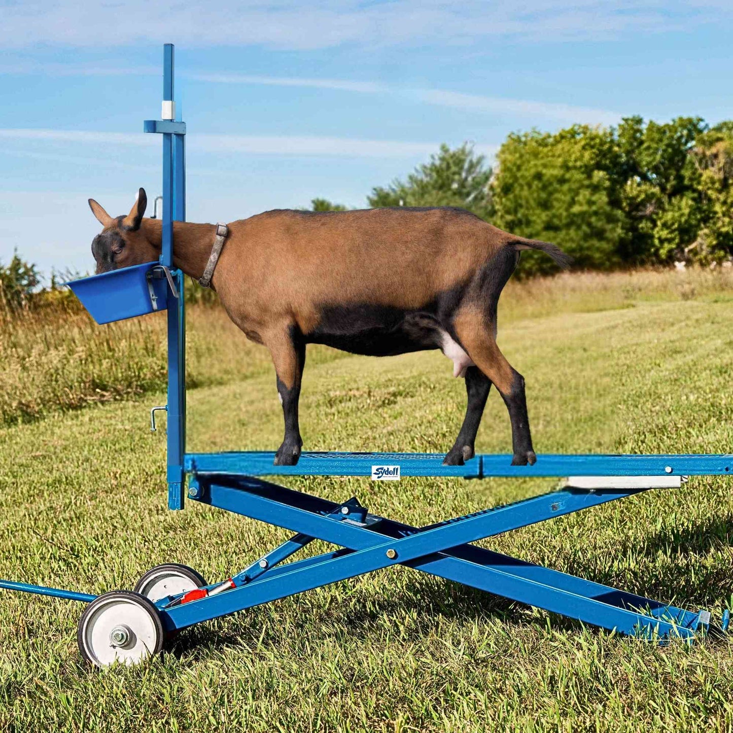 Hydraulic Stand for Sheep & Goats | Sydell #0780