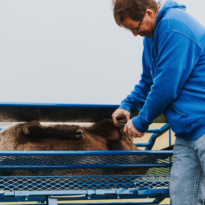 Tilt Table for Sheep & Goats Hoof Trimming | Sydell #0930