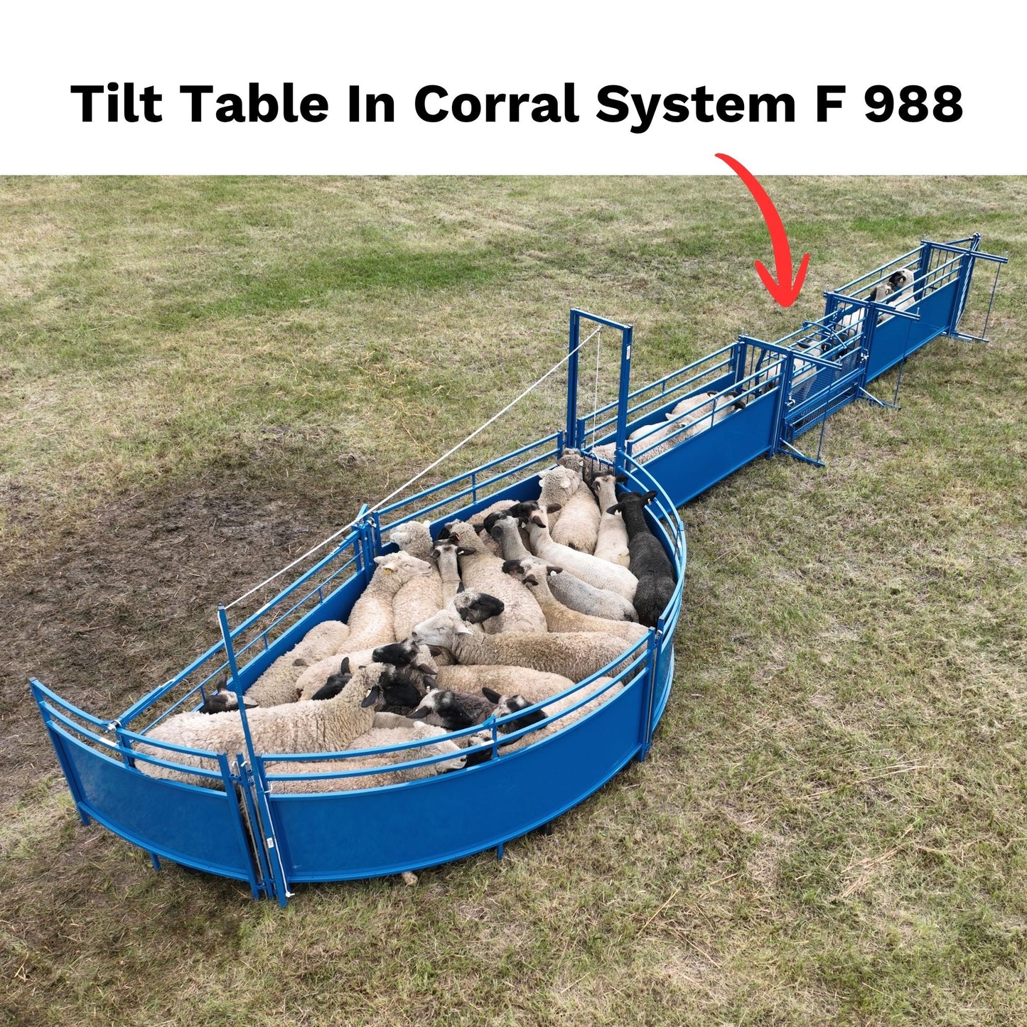 Tilt Table for Sheep & Goats Hoof Trimming | Sydell #0930