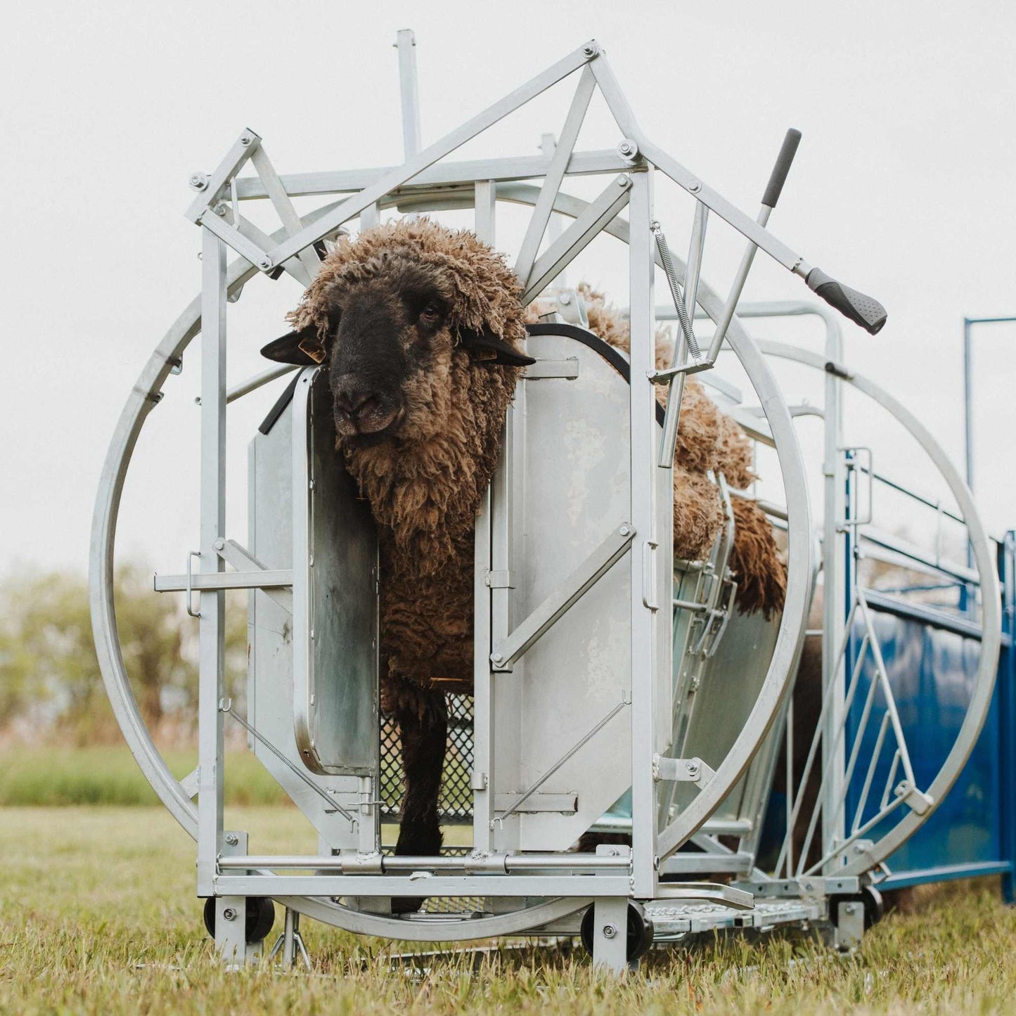Deluxe Spin Doctor Sheep & Goat Hoof Trimming | Sydell  0938