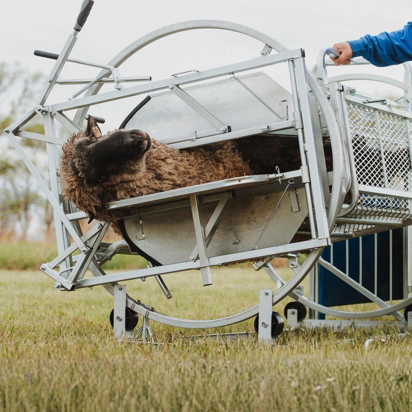Deluxe Spin Doctor Sheep & Goat Hoof Trimming | Sydell  0938