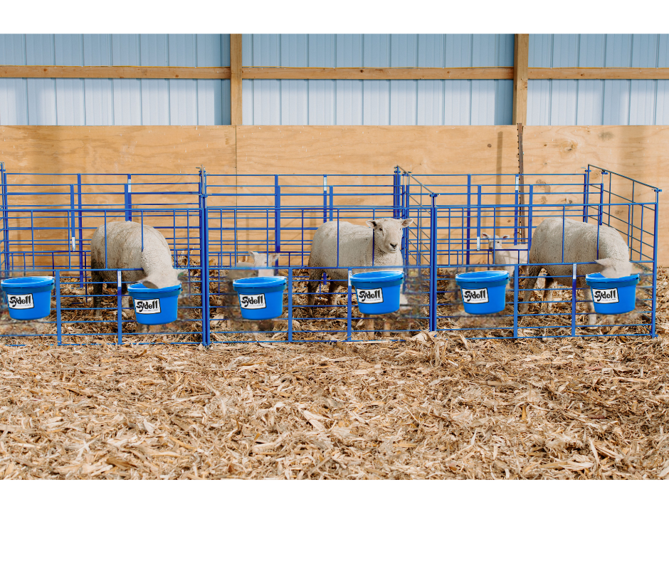 Freestanding Starter Pens sheep and goat lambing jug for livestock handling and animal flow