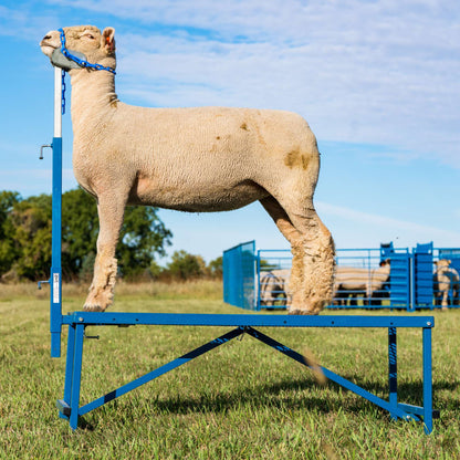 Fold-Up Fitting Stand for Sheep & Goats | Sydell #0705 / #AL0745