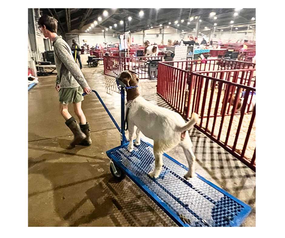 E.Z. Rider Wash Cart for Sheep & Goats | Sydell #0785ERN