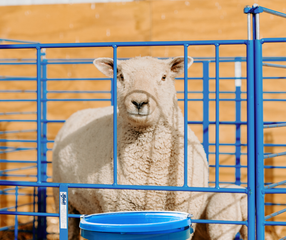 Detail view of kidding pen connection and adjustable components for sheep and goats