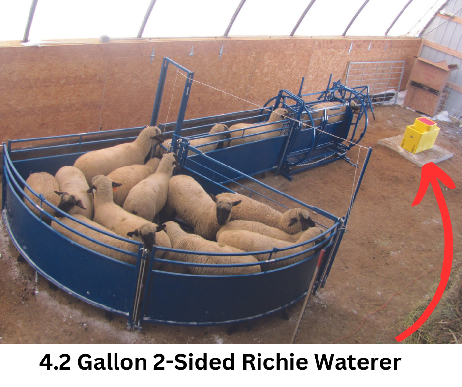 Sheep and goat livestock water system setup designed for safer handling and routine management