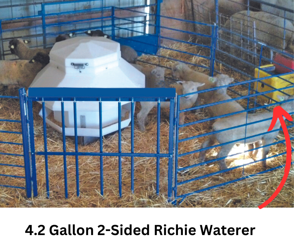 Sheep and goat livestock water system setup designed for safer handling and routine management