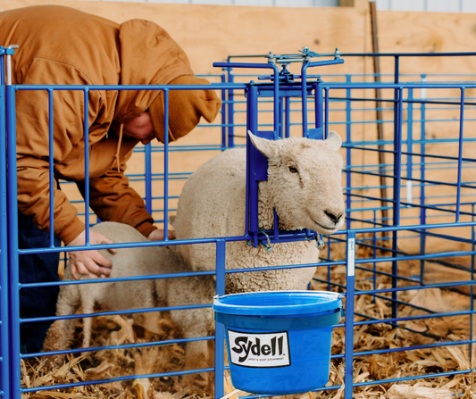Ewe Headlock Fits 400 Panels (490) sheep and goat livestock equipment for livestock handling and animal flow