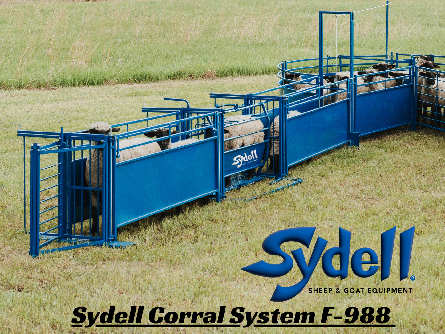 System F Working System (988) sheep and goat working system for livestock handling and animal flow