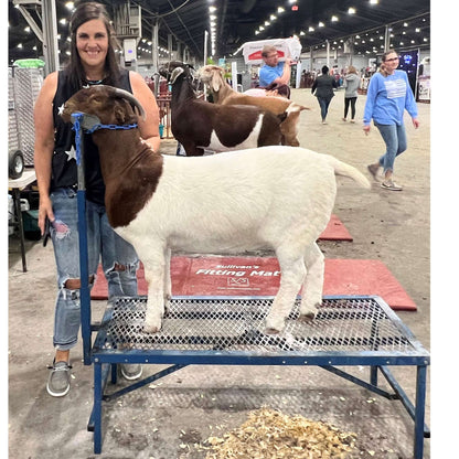 Fold-Up Fitting Stand for Sheep & Goats | Sydell #0705 / #AL0745