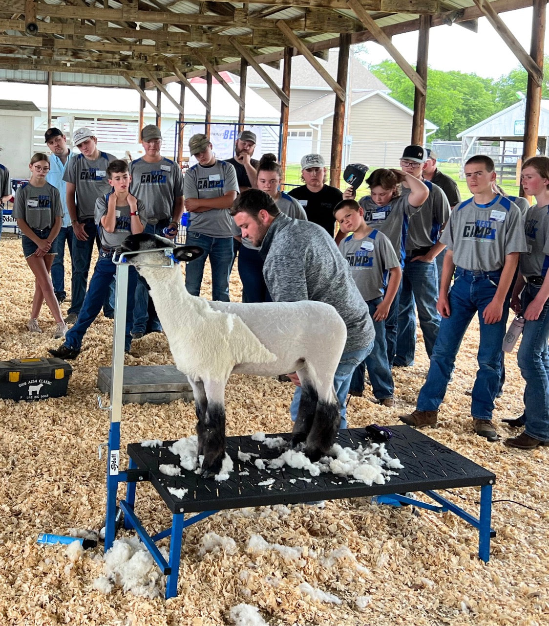 Detail view of show stand connection and adjustable components for sheep and goats