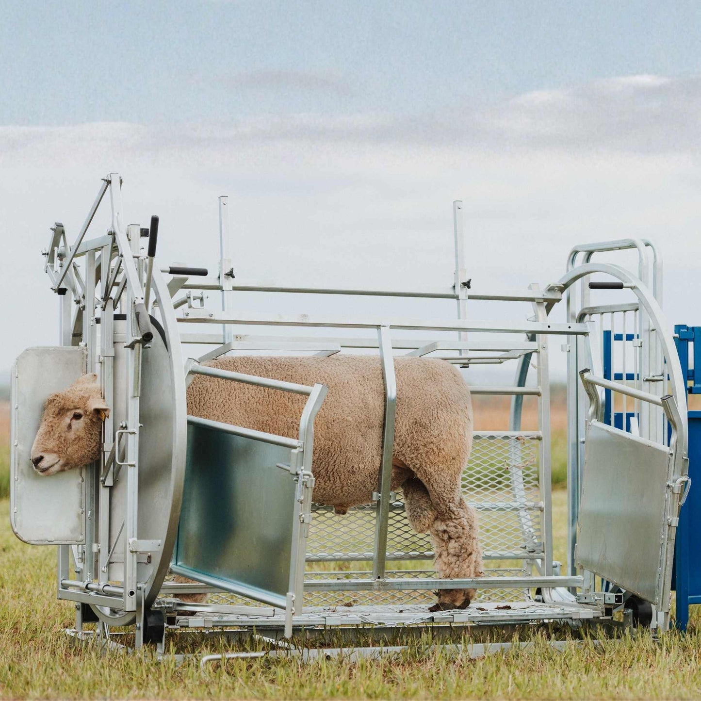 Deluxe Spin Doctor Sheep & Goat Hoof Trimming | Sydell  0938