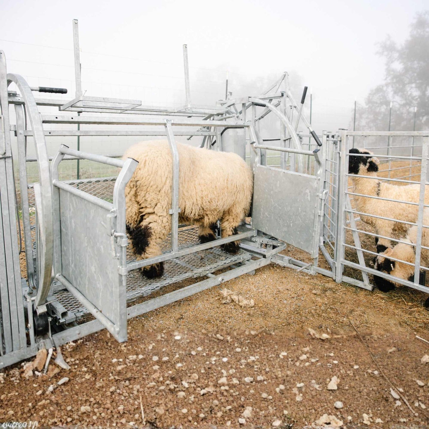Deluxe Spin Doctor Sheep & Goat Hoof Trimming | Sydell  0938