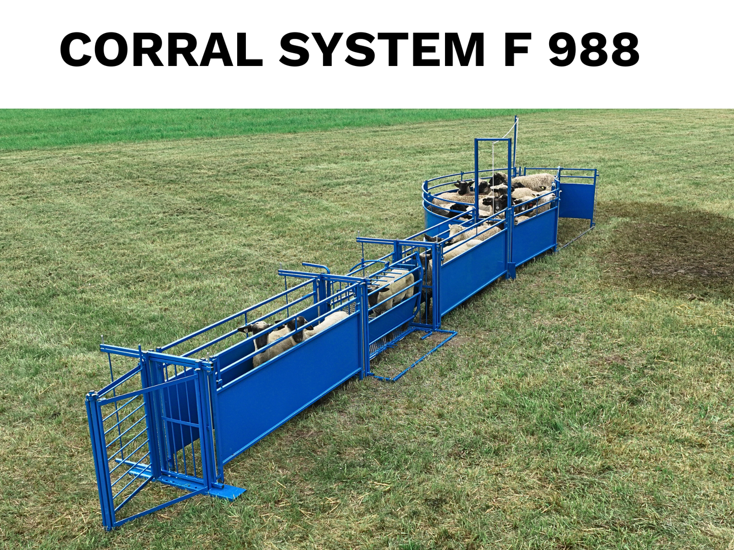 System F Working System (988) installed in barn layout for efficient sheep and goat handling