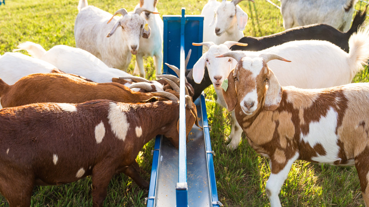 Goats eating from Sydell feeder