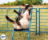 Sheep Chair (SS0610)
