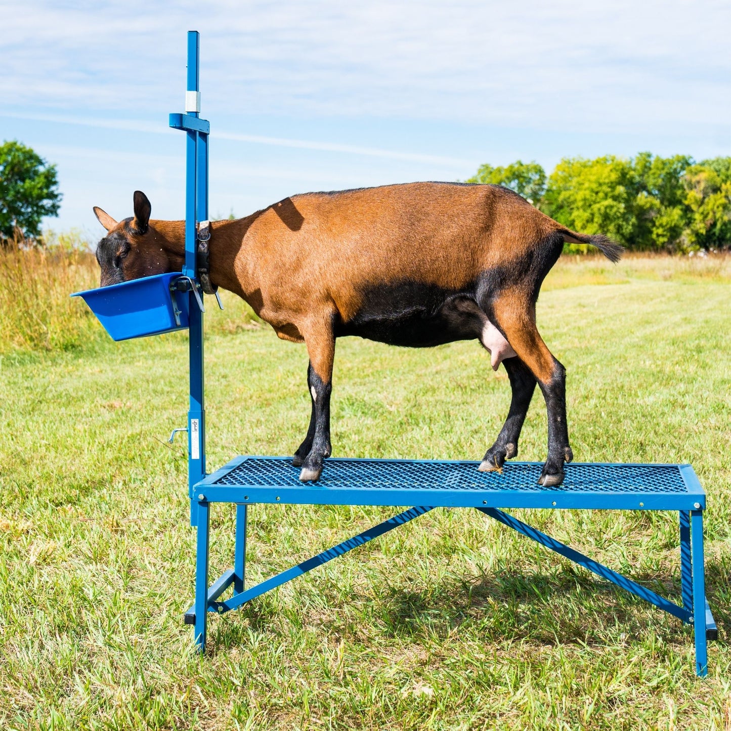 Milking Head Piece with 1' Poly Feeder Set for Sheep & Goats | Sydell #0735 / #AL0735