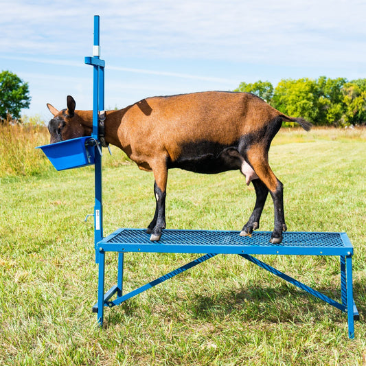 Milking Stanchion for Sheep & Goats | Sydell #0736