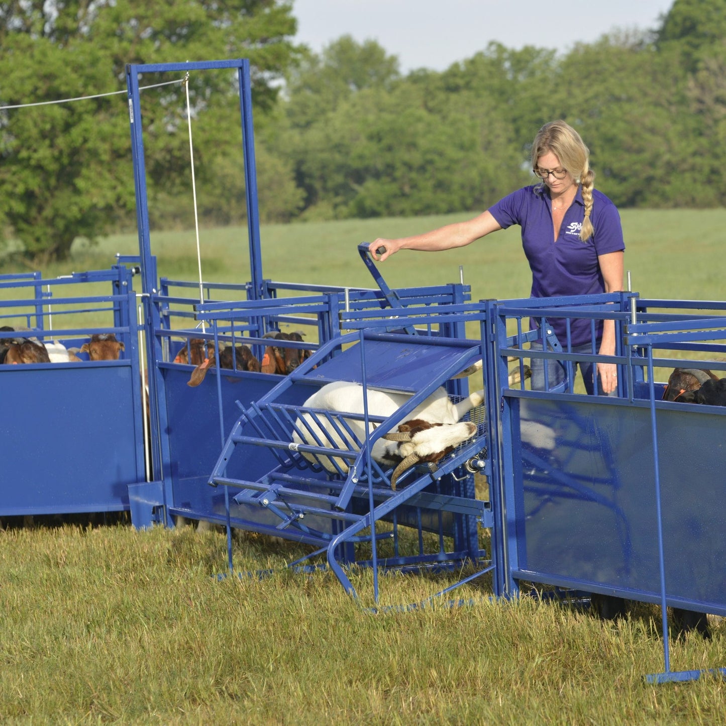 Tilt Table for Sheep & Goats Hoof Trimming | Sydell #0930