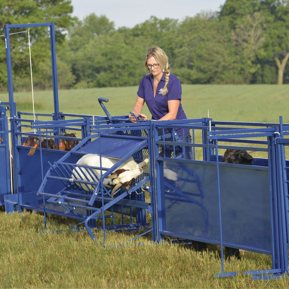Goat Handler Sheep & Goat Working Stock Equipment | Handling & Management | Sydell ...