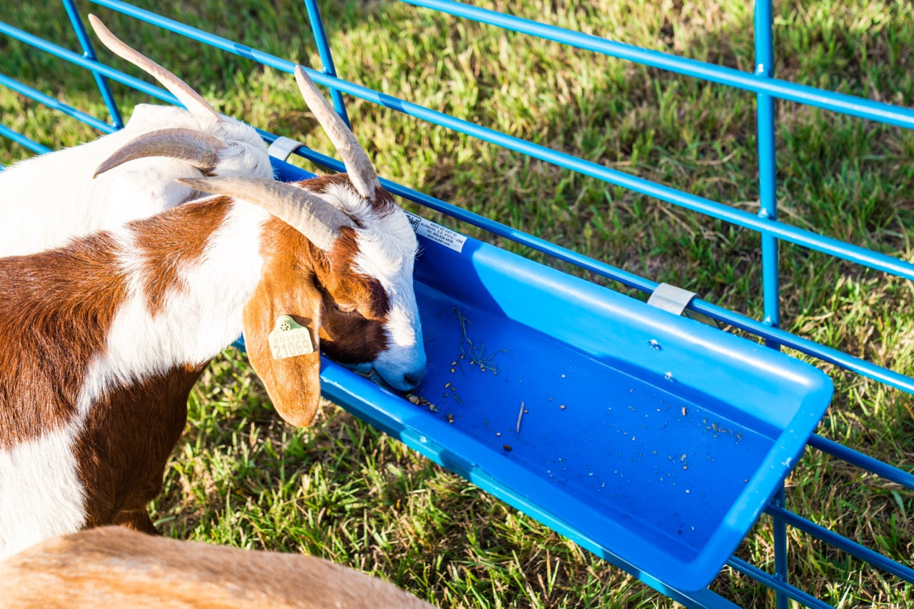 2' Poly Trough (1022) installed in barn layout for efficient sheep and goat handling