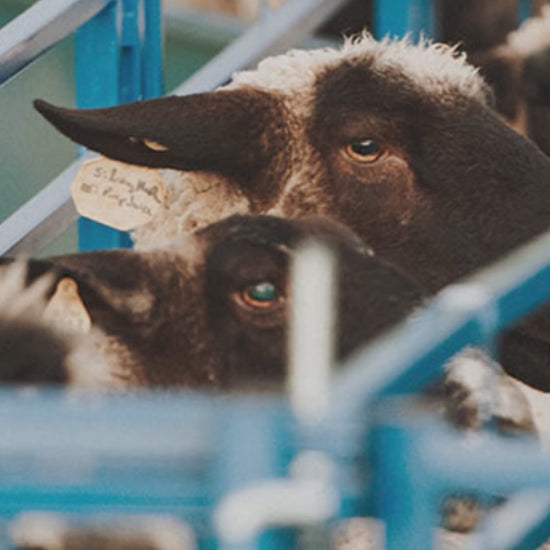 8' Solid Panel w/12" Drop Top (955) installed in barn layout for efficient sheep and goat handling