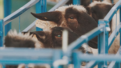 8' Solid Panel w/12" Drop Top (955) installed in barn layout for efficient sheep and goat handling